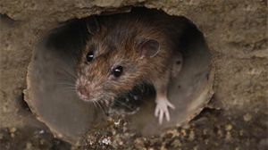 Updated rodenticide training for gamekeepers now available, in line with new regulations