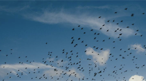 Avian Influenza Prevention Zone housing measures to be lifted