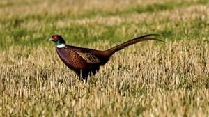 Heightened avian influenza risk across England means new biosecurity measures for gamebird operations