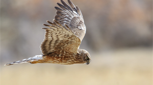 NGO raise doubts over RSPB 'data' on Hen Harriers